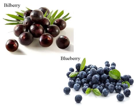 Blueberry and Bilberry, they look alike. They are often confused in everyday life, what are the ...