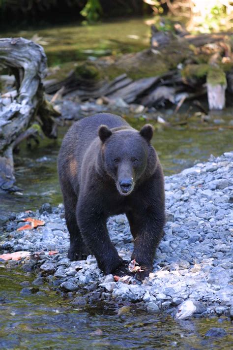 Alaska Wildlife Gallery — Sitka Alaska Outfitters