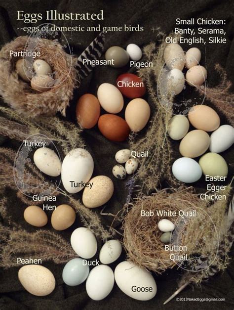 Easter eggs + nests | Egg laying chickens, Raising chickens, Best egg ...