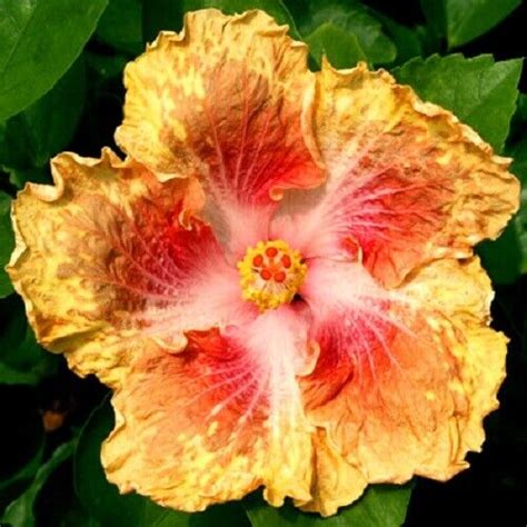 20 Yellow Red Seeds Flowers Flower Seed Perennial Bloom 490 – Toadstool Seeds