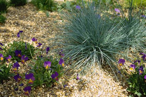 Deer-Resistant Ornamental Grasses