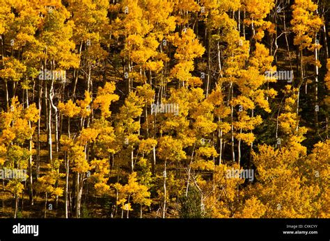 Aspen Trees fall colors Stock Photo - Alamy