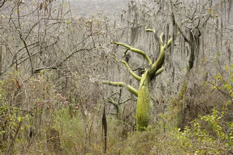 Dry forest in El Coto de Caza El Angolo, Piura, Peru in the dry season... | Download Scientific ...