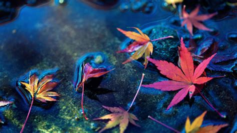 Autumn, Water, Maple Leaves - Beautiful Live Wallpaper Hd (#162693 ...