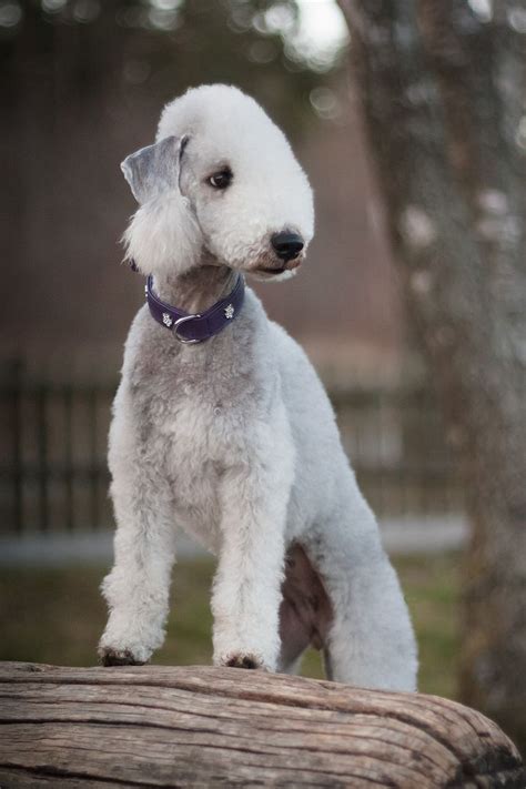 Bedlington Terrier | Dog breeds, Bedlington, Unique dog breeds