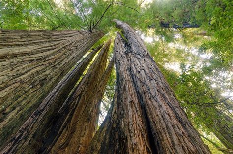 Guide to the Tallest Trees and Old-Growth Forests in California