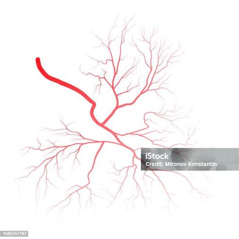 Pembuluh Darah Mata Manusia Pembuluh Darah Siluet Ilustrasi Vektor Terisolasi Pada Latar ...