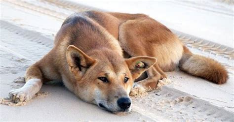 Dingo behaviour Archives - Australian Geographic