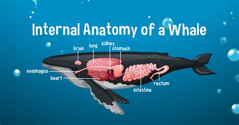 Internal Anatomy of a Whale with label 1970230 Vector Art at Vecteezy