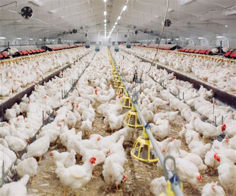 Understanding the Economics of Broiler Chicken Production - Poultry TRENDS