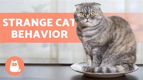 10 STRANGE CAT BEHAVIORS 🐱 Does Your Cat Do Them? – Pet News Live