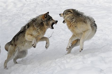 Two wolves fight each other for leadership of the pack.