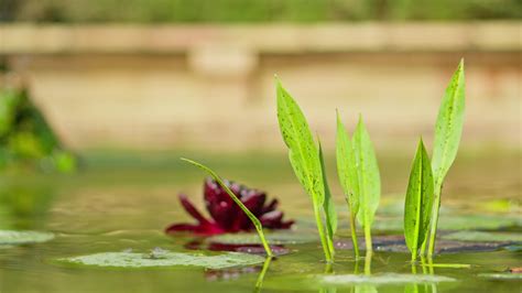 Red lilies in a beautiful pond 27884633 Stock Video at Vecteezy