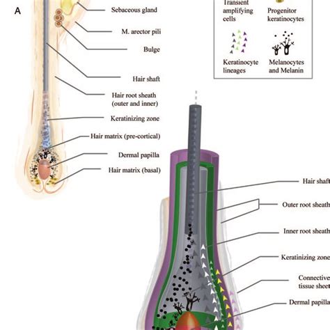 (PDF) The Hair Follicle as an Estrogen Target and Source