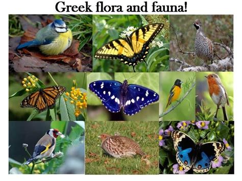 Fauna and flora of Greece