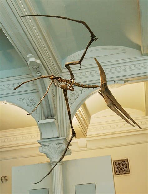 Mounted composite cast of Pteranodon longiceps at the American Museum ...