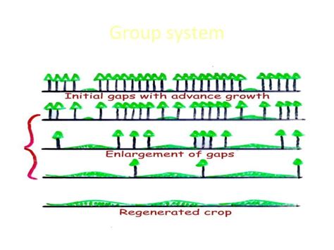 Silvicultural systems