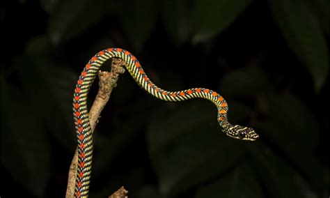 Discover the Largest Flying Snake in the World - Wiki Point