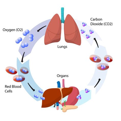 Breathing and Back Pain | Blog