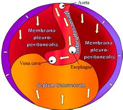 Septum transversum | Septum, Nurse, Anatomy