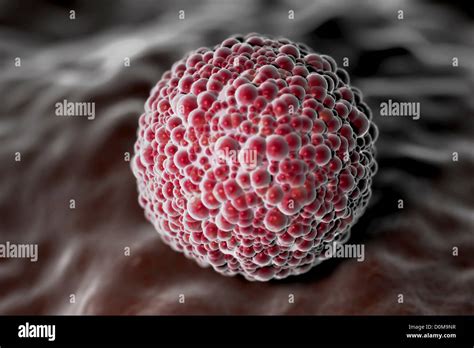 Microscopic styled visualization of a human morula Stock Photo - Alamy