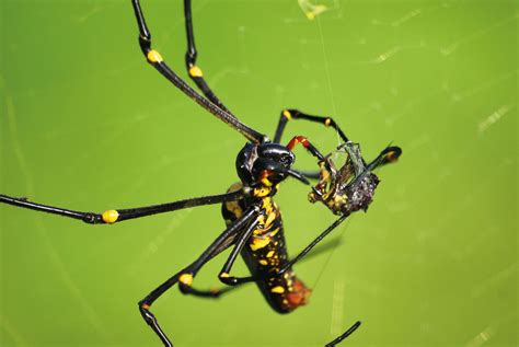 Food webs | New Zealand Geographic