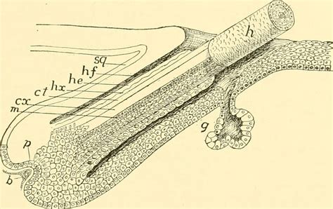 Image from page 136 of "Chordate anatomy" (1939) | Title: Ch… | Flickr