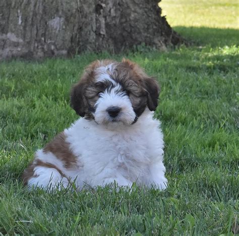 Saint Berdoodles Puppies for Sale | Buckeye Puppies