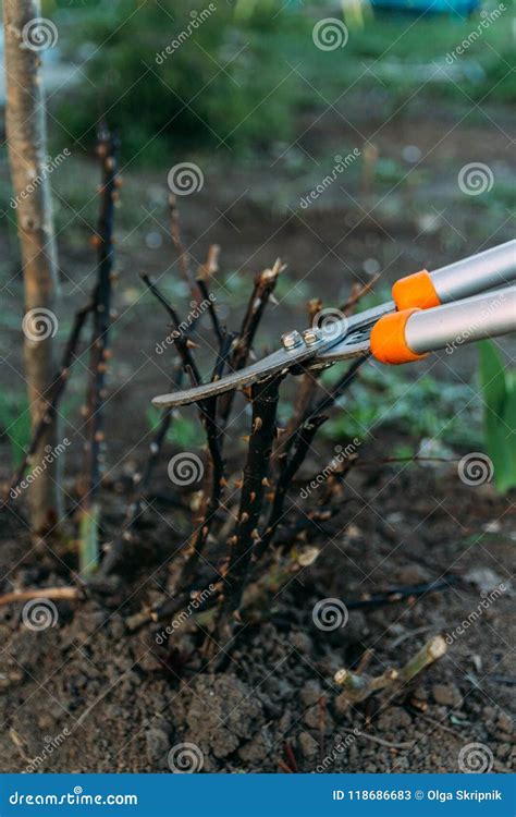 Pruning Roses Early in the Spring. Formation of a Rose Bush by a Gardener. Secateur in the Hands ...