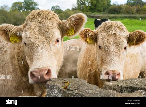 Two curious young Jersey cows Stock Photo - Alamy