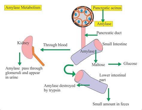 Pancreatic Functions and Acute pancreatitis – Labpedia.net