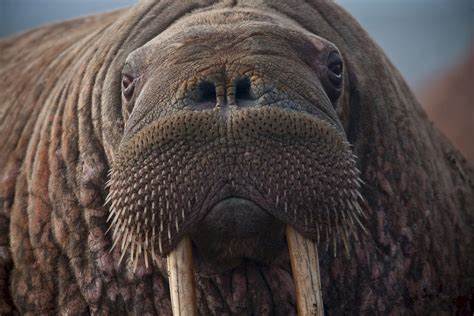 Fate of the Walrus: What happens if it isn’t put on the endangered species list - Outdoor Revival