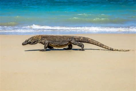 Komodo National Park | UNESCO World Heritage Centre in Indonesia - Amazingworld