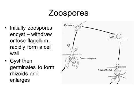 Chytridiomycota Life Cycle