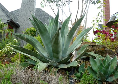 Agave ‘Americana’ – Creative Landscapes, Inc.