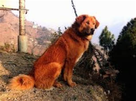 Himalayan Sheepdog Dog Breed Information, Images, Characteristics, Health