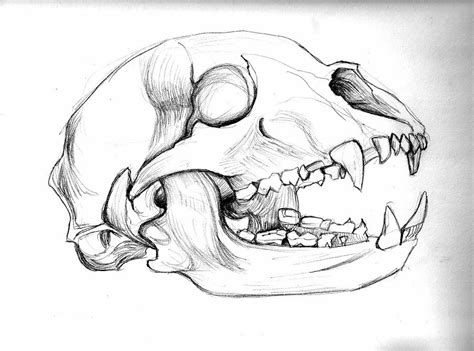 Image result for bear skull drawing | Bear skull, Skull drawing, Skull