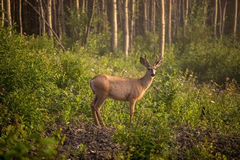 Wildlife and Vegetation | Site C