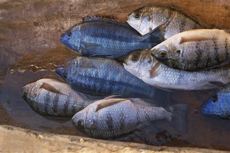 Lake Malawi is home to unique fish species. Nearly 10% are endangered