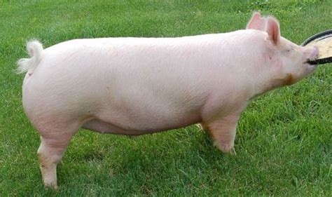 Chester white pig | Pig breeds, Pig, Pig farming