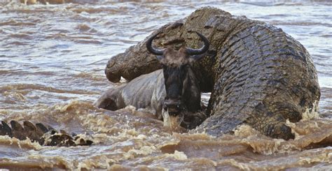 Awesome Reptile Facts — Great photo of a giant nile crocodile attacking ...