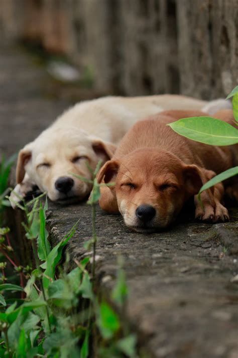 Free Dog Image on Unsplash | Sleeping dogs, Dog behavior, Dogs