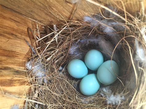 NestWatch | Eastern Bluebird eggs - NestWatch