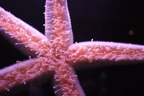 Biggest Starfish Ever Recorded