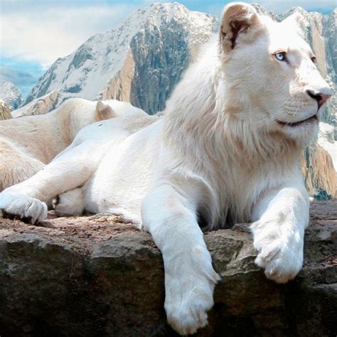 Albino lion. A gorgeous creature! | Lions | Pinterest