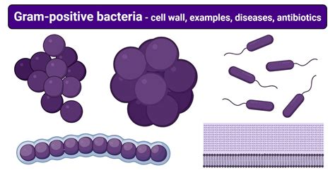 Examples Of Gram Positive Bacteria : Difference Between Gram Positive and Gram Negative ...