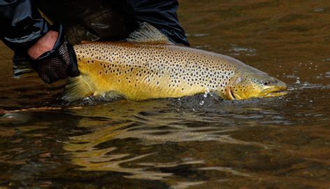 🔥 [50+] Brown Trout Wallpapers | WallpaperSafari