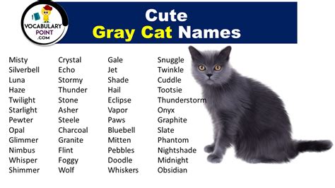 270+ Best Names for Gray Cats - Vocabulary Point