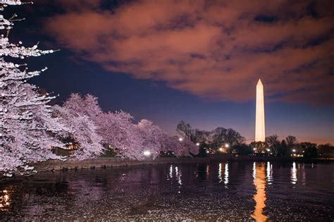 How to Photograph Cherry Blossoms at Night — Lincoln Photography