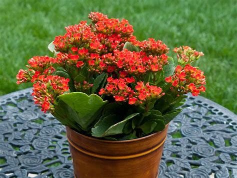How to Grow and Care for Kalanchoe - World of Succulents